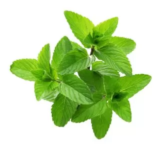 spearmint, peppermint, apple mint, watermint