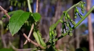 cayaponia tayuya
