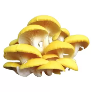 golden oyster mushroom