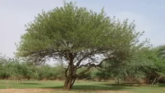 Acacia Senegal