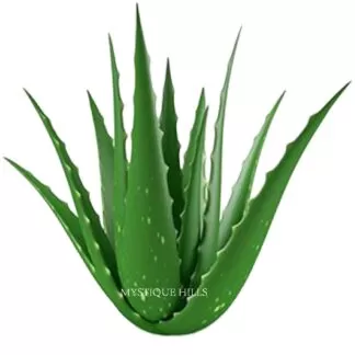 Aloe vera offers a wide range of uses and benefits, primarily for skin and hair health, but also for internal health. It's known for its soothing and moisturizing properties, making it effective for sunburns, minor burns, and irritated skin. Additionally, aloe vera can aid in wound healing, reduce inflammation, and even help with digestive issues.