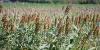Echinochloa esculenta uses and benefits Sanwa , Oodalu , Kavadapullu, Kuthiravali , Udalu