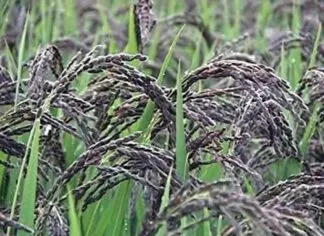 Black rice uses and benefits Forbidden Rice, Emperor's Rice, Purple Rice, Karuppu Kavuni Rice