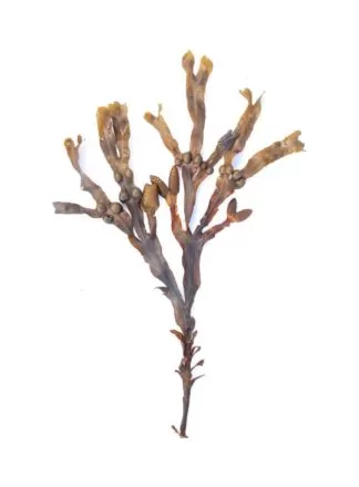 bladderwrack, black tang, rockweed, sea grapes, bladder fucus, sea oak, cut weed, dyers fucus, red fucus , rock wrack