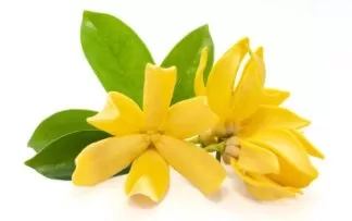 Scientific name: Magnolia champaca