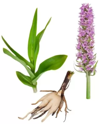 Dactylorhiza incarnata