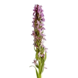 Dactylorhiza latifolia