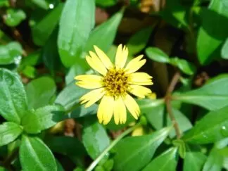 Eclipta alba