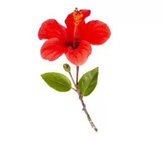 Chinese Hibiscus, China Rose, Hawaiian Hibiscus, Shoeblack Plant, Rose Mallow, Shoe Flower, Rose of China, and Tropical Hibiscus. Kembang Sepatu, Gudhal, Japākusuma, Japāpushpa, Astromelia, clavel japonés, rosa de cayena, cañeno, escandalosa, Hibisceae tribe, Hibiscus, Hibiscus rosa-sinensis,गुड़हल), जापा पुष्पा,जासुद,Shoe Flower Gudhal, Japa Pushpa, Jasud, Jaswand, Java Pushpamu, Dasavala, Chembarathi, Semparuthi, Mandar, Mondoro, Ayamparathi, Rose Mallow, Tropical Hibiscus, Japa, Jasum, Dasara, Dasanamu, Mandara,