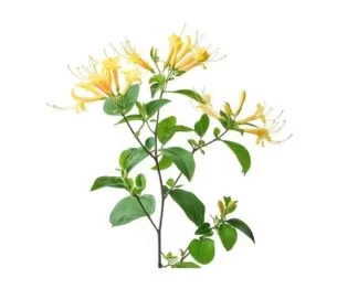 Honeysuckle, Common Honeysuckle, European Honeysuckle, Woodbine