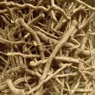 Mondia whitei uses and benefits Lacadje, Mondia whitei, Mukombero., Mulondo, mundi, Muombo, ndrah nditeh, Nhavoma, nkang bongo, White's ginger, yang
