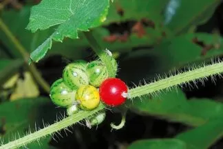 Tamil: Musumuskkai Telugu: Musumusukaya, Kuturu budamu Malayalam: Chitrati Kannada: Chitrati Marathi: Chirati Hindi: Agumaki, Aganaki Sanskrit: Musimusikkay Gujarati: Chanakachibhadi Assamese: ban tioh Bengali: agamukhi Konkani: chirati Nepali: matyangre kankri Rajasthani: ank phutani bel Tulu: nurtengi Urdu: kachari