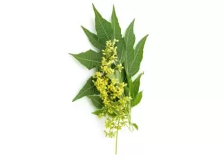 Neem bark, also known as Azadirachta indica bark, has various other names including 