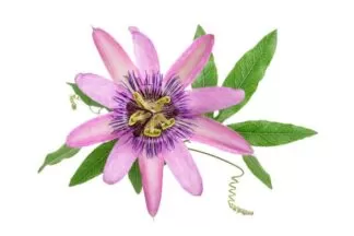 passion vine, apricot vine, maypop, Jhumko Lata