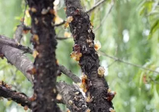 Prunus persica