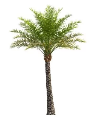 Wild Date Palm,Indian Date Palm, Date-Sugar Palm, Silvester Palm,Toddy Palm, Indian Date Palm, Date Sugar Palm, Silver Date Palm