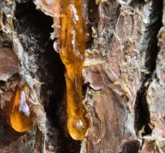 Pine-Resin