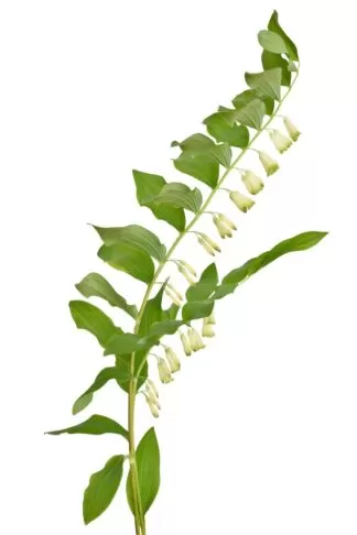 Polygonatum