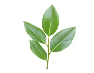 Soursop, Graviola, Guanabana, Brazilian paw paw,Lakshman Phal , Ramphal,Mullu Seetha , Ramseetaphal,Guanabana