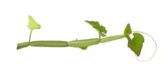 Cissus quadrangularis uses and benefits Cissus quadrangularis,Veld grape,Cissus quadrangularis,Pirandai,Veldt grape,Adamant Creeper, Devil's Backbone,winged treebine , adamant creeper,horjora, Asthisamharaka,Veldt grape