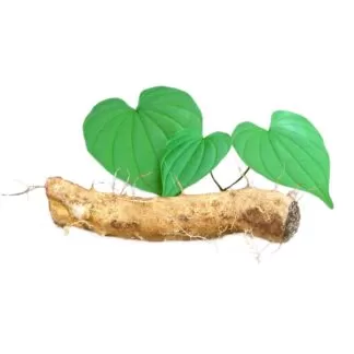 Dioscorea villosa
