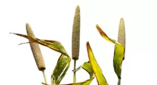 Pennisetum glaucum uses and benefits dukna, cumbu, gero, sanio, kambu, babala, bulrush millet