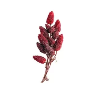 Rhus chinensis Mill.