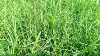 arugampul, arugampul Bermuda Grass, Bahama grass, Bermuda Grass, couch grass, crab grass, Cynodon dactylon, devil's grass, Dhoob, dog grass, dog's tooth grass, doob grass, dubo, dūrvā grass, ethana grass, grama, Indian doab, Indian doab grass, Scutch grass, wiregrass, wiregrass and scutch grass. Yes No