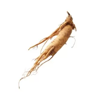 Panax ginseng, or Asian ginseng, offers a range of potential benefits including improved cognitive function, immune support, and stress reduction. It may also be beneficial for physical performance, erectile dysfunction, and may help to lower blood sugar and cholesterol levels. Uses and Benefits: Cognitive Function: May improve thinking, memory, and reaction times in healthy, middle-aged individuals. Immune System Support: Ginsenosides, the active compounds in ginseng, may enhance immune cell activity, potentially boosting the body's defense against infections. Stress Reduction: Ginseng, as an adaptogen, may help the body adapt to stress by regulating hormone levels. Physical Performance: May improve oxygen utilization by muscles and reduce oxidative stress during exercise. Erectile Dysfunction: Some studies suggest it may improve sexual function in men with erectile dysfunction. Flu and Cold: A specific extract may reduce the risk of getting a cold or the flu. Fatigue: May reduce feelings of tiredness in individuals with multiple sclerosis. Sexual Function: May improve sexual arousal and satisfaction in postmenopausal women and improve sexual desire in women reporting sexual problems. Blood Sugar Control: May help to lower blood sugar levels. Cholesterol: Some studies suggest a cholesterol-lowering effect.