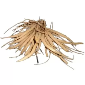 Asparagus racemosus uses and benefits Traditional Uses and Benefits: Female Reproductive Health: Shatavari is traditionally used to support female reproductive health, including menstrual irregularities, and is believed to be a uterine tonic. Lactation: It is often used to promote milk production in nursing mothers. General Well-being: Shatavari is considered a rasayana, or rejuvenative herb, and is believed to enhance immunity, reduce aging, and improve mental function and vitality. Digestive Health: It is also used to aid digestion and may help with dyspepsia. Nervous System: Shatavari is known for its calming effect on the nervous system and is used in Ayurvedic practice for nervous disorders.