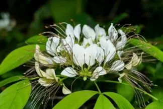 Crataeva nurvala is commonly known as Varuna (Sanskrit) or Three-leaved Caper (English). Other names include Baruna (Hindi), Barna (Punjabi), Borun (Bengali), Bilvaram (Telugu), Narvala (Kannada), Ramala (Marathi), Vayavarna (Gujarati), and Varanam (Tamil). In Ayurvedic practices, it's also known as Ashmarighna (kidney stone breaker) and Mutravirechaka (diuretic).