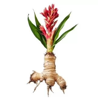 Curcuma zedoaria uses and benefits curcuma zedoaria