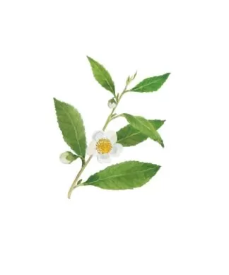 Camellia sinensis
