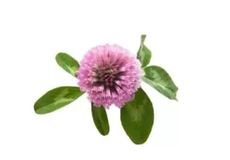 Trifolium pratense uses and benefits Trifolium pratense