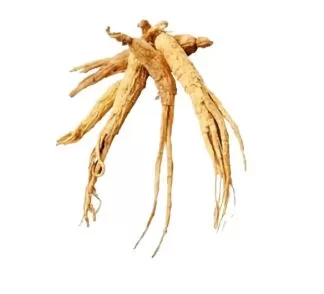 hebanthe eriantha root
