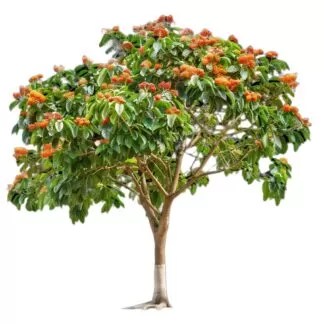 https://agasthiyaorganics.in/wp-admin/post.php?post=15986&action=edit#:~:text=ATTACHMENT%20DETAILS-,Ashoka%2Dbark%2Dpowder,-.jpg