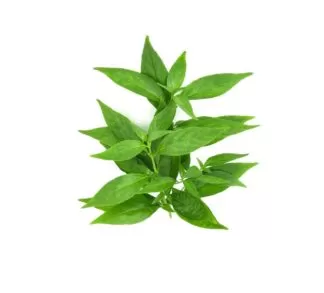 English: Creat, King of Bitters, Green Chiretta, Indian Echinacea. Sanskrit: Kalmegha, Bhunimba, Yavatikta, Mahatita. Hindi: Kalmegh, Maha-tita. Tamil: Nilavembu, Sirunangai, Siriyanangai. Telugu: Nelavemu. Malayalam: Kiriyath, Nilaveppu. Kannada: Nelabevu, Urakiriyatu. Bengali: Kalmegh. Marathi: Kirayata, Kalamegha. Gujarati: Kariyatu. Chinese: Chuan Xin Lian. Thai: Fah Talai Jone. Malay: Hempedu Bumi. Nepali: Kalmegh. Odia: Bhadratikta, Bhui Nimba, Haima, Shankhini, Shweta Buhna, Sthulapushpi. Santali: Kalmegh. Tulu: Kirathakaddi.
