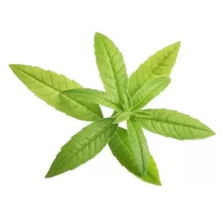 Lemon Verbena