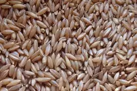 Mystique Bamboo rice 500g