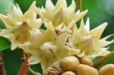 Mystique Spanish cherry , Magizhampoo , Mimusops elengi 100g flower dry