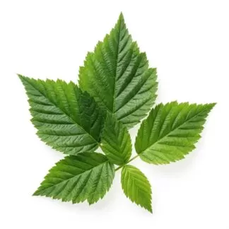 Rubus idaeus uses and benefits