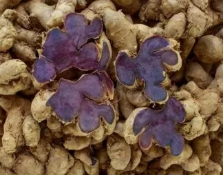 Thai Ginseng, Thai Black Ginger, Krachai Dum
