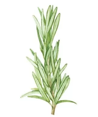 rosemary leaves