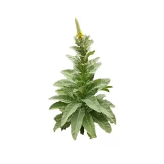 mullein